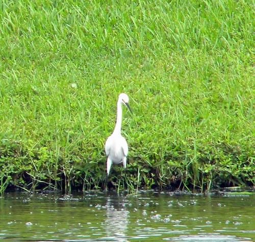 White Bird taken with Nikon L100